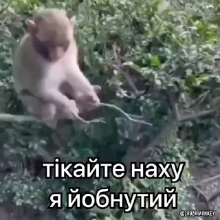 🤪 emoji Вкрав другу мавпу Telegram sticker 21 of 50