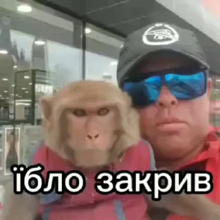 👊 emoji Вкрав другу мавпу Telegram sticker 5 of 50