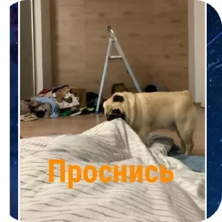 🐶 emoji Да это мопс.👉@Tyomka_Stickers Telegram sticker 12 of 17