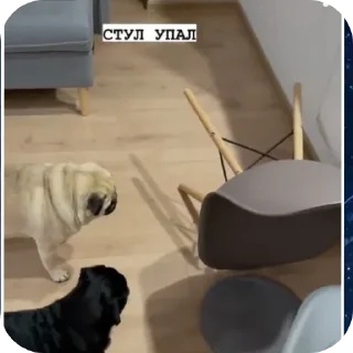 🐶 emoji Да это мопс.👉@Tyomka_Stickers Telegram sticker 14 of 17