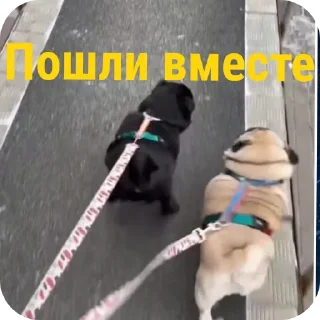 🐶 emoji Да это мопс.👉@Tyomka_Stickers Telegram sticker 10 of 17