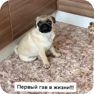 Sticker from Да это мопс.👉@Tyomka_Stickers