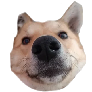 🙃 emoji 😳😳😳 Telegram sticker 12 of 23