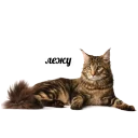 🛌 emoji мемы про котов (по ржать) (@meme_drawer) Telegram sticker 11 of 27