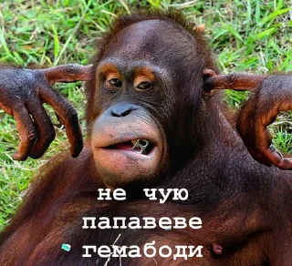 🎵 emoji пепапеве гемабоди Telegram sticker 14 of 18