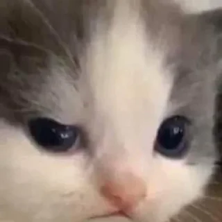 🤨 emoji hehe cat meme by @nedixxi Telegram sticker 13 of 22