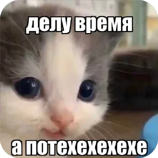 😂 emoji hehe cat meme by @nedixxi Telegram sticker 19 of 22