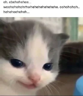 😼 emoji hehe cat meme by @nedixxi Telegram sticker 11 of 22