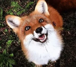 😇 emoji foxes🦊🧡 Telegram sticker 23 of 32