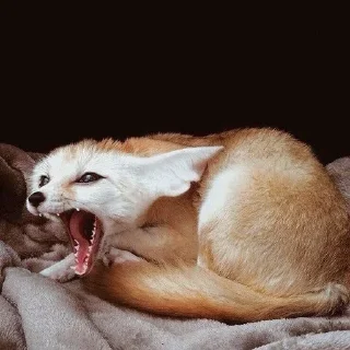 😡 emoji foxes🦊🧡 Telegram sticker 3 of 32