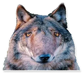 😟 emoji DL TSP III :: @dltsp Telegram sticker 18 of 84