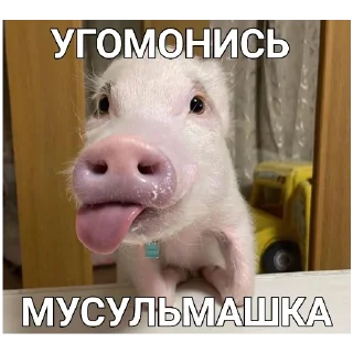 🐷 emoji АЛЛАХ ПИДОРАС: СПЕЦВЫПУСК Telegram sticker 6 of 28