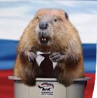 🇷🇺 emoji БОБРЫ Telegram sticker 10 of 30