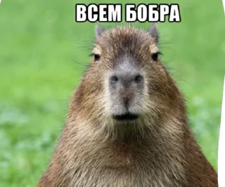 😑 emoji БОБРЫ Telegram sticker 6 of 30