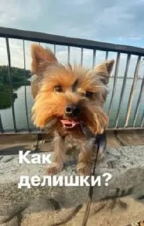 ❓ emoji Ричи не рычи Telegram sticker 8 of 22