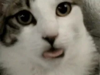 😛 emoji @TVstickers cats Telegram sticker 23 of 50