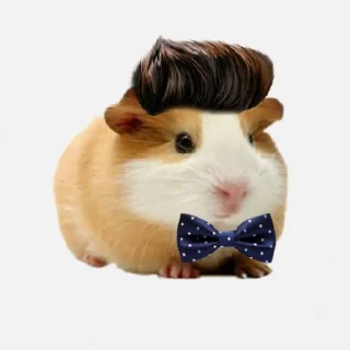 🐹 emoji ХоМяЧиЙ дВиЖ @soundsfromthevagina Telegram sticker 5 of 45