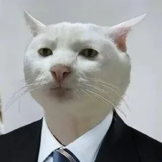 🪙 emoji Cat mems Telegram sticker 9 of 13