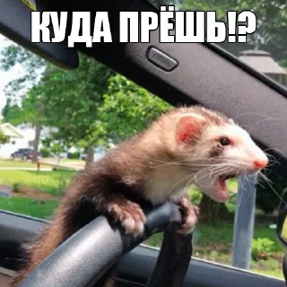 😤 emoji @citatyanimal Хорьки Telegram sticker 10 of 31