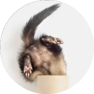 🧻 emoji Хорьки Telegram sticker 15 of 24