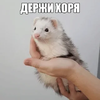 🌝 emoji @citatyanimal Хорьки Telegram sticker 15 of 31
