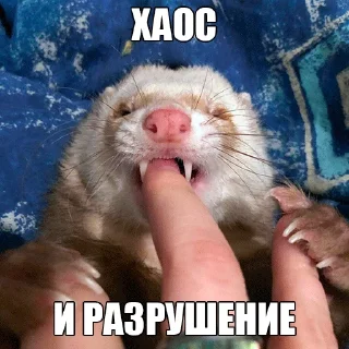 😈 emoji @citatyanimal Хорьки Telegram sticker 12 of 31