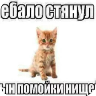 🐱 emoji Издевательство Telegram sticker 7 of 23