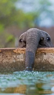 🙂 emoji elephant Telegram sticker 6 of 18