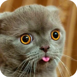 🐱 emoji Гы Telegram sticker 23 of 56