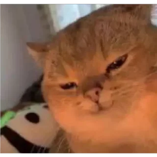 😼 emoji Стикерпак кота Telegram sticker 18 of 75