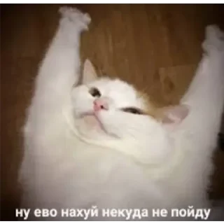 😝 emoji Стикерпак кота Telegram sticker 6 of 75