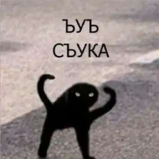 Sticker from Стикерпак кота