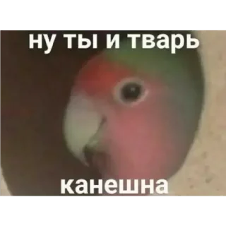 😞 emoji Стикерпак кота Telegram sticker 13 of 75