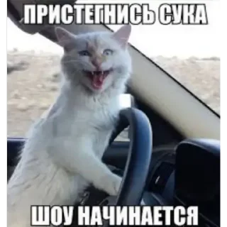 😼 emoji Стикерпак кота Telegram sticker 9 of 75