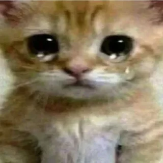 🐈 emoji котики няши Telegram sticker 17 of 33