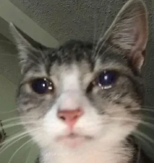 🐈 emoji котики няши Telegram sticker 4 of 33
