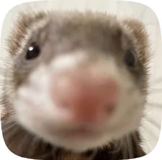 🌟 emoji Прикольчики от Оксаны Telegram sticker 5 of 16