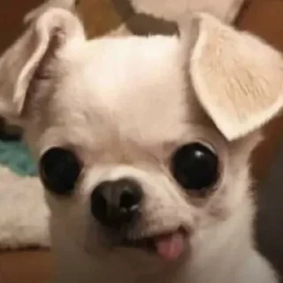 Sticker from darcy chihuahua