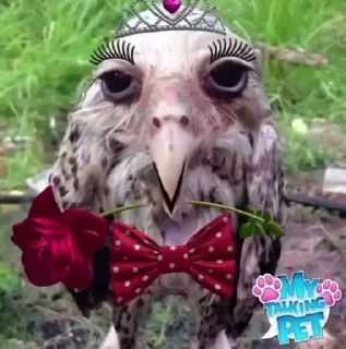 😍 emoji солевая сова Telegram sticker 1 of 41