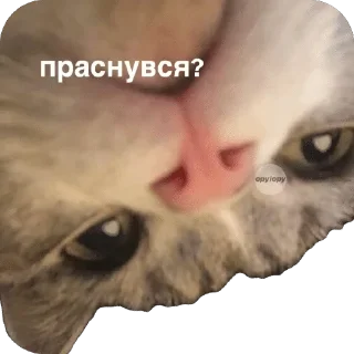 🌟 викусик на связи, Telegram sticker 13 of 59