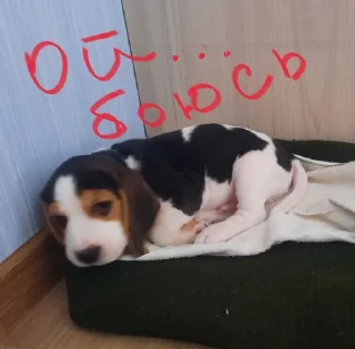 😱 BeagleAmor, Telegram sticker 24 of 31