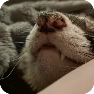 👍 emoji Bjornferret Telegram sticker 9 of 10