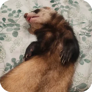 👍 emoji Bjornferret Telegram sticker 6 of 10