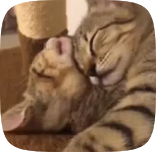 💗 emoji кітики Telegram sticker 16 of 46