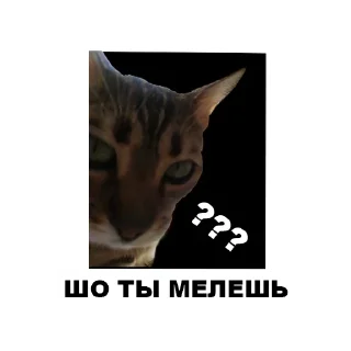 🤯 emoji Муркинский движ Telegram sticker 19 of 120
