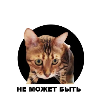 😨 emoji Муркинский движ Telegram sticker 21 of 120