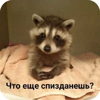 🐶 emoji Devachkiproblema Telegram sticker 17 of 50