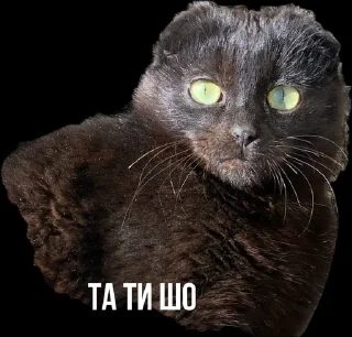 😱 Стікерпак Соні, Telegram sticker 7 of 12