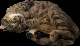 🌟 Стікерпак Соні, Telegram sticker 9 of 12