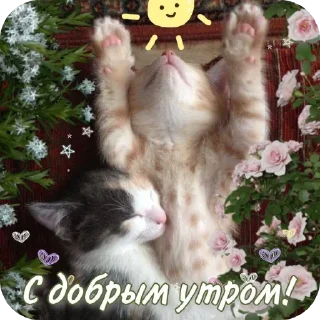 🐱 emoji С добрым утром Telegram sticker 20 of 40